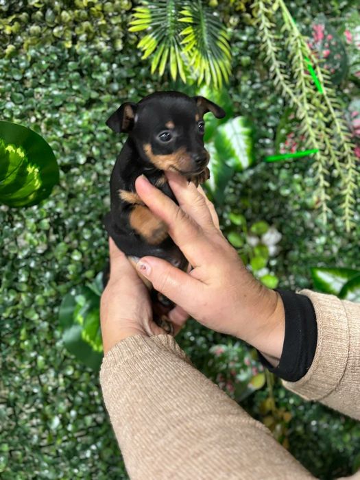 Pinscher preto afogueado machocho