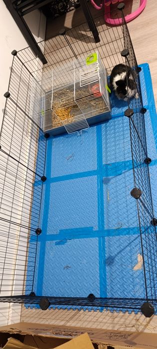 Królik samiczka 7 miesięcy , klatka poidełko, kojec