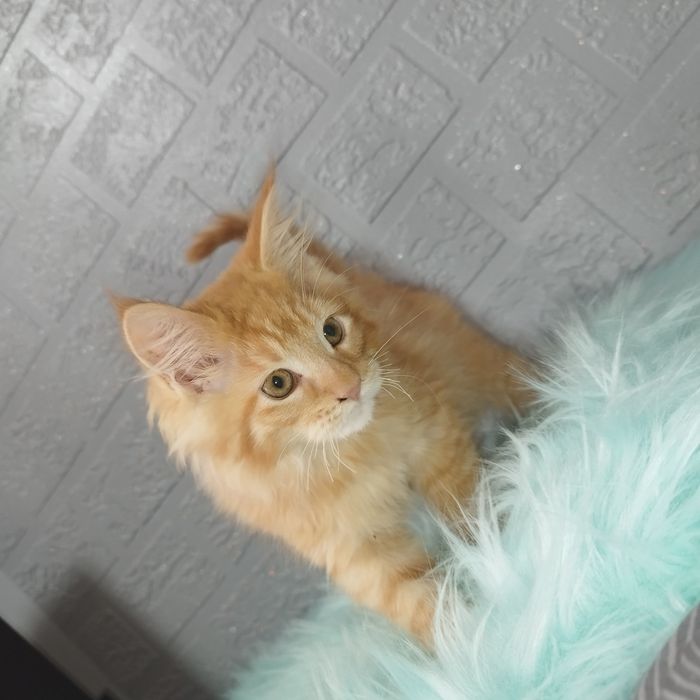 Kotka Maine Coon