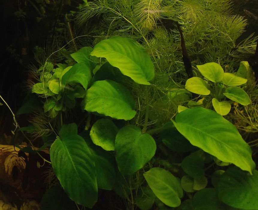 Rośliny akwariowe - Anubias barteri XL (duża)