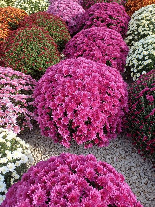 Chryzantemy drobnokwiatowe