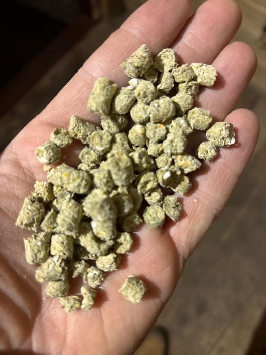 Granulat, pasza dla koni