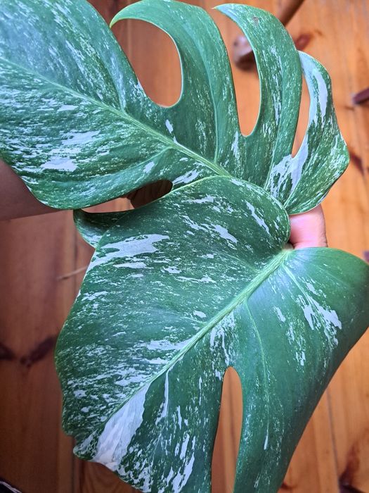 Monstera variegata