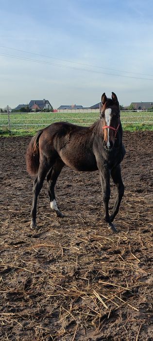 Sprzedam źrebice PKS