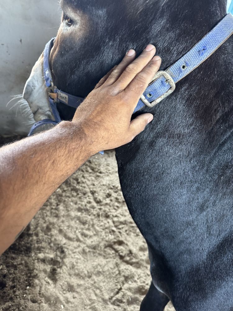 Vendo burro ou troco