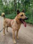 Kochany Gary do adopcji! Za darmo, do oddania