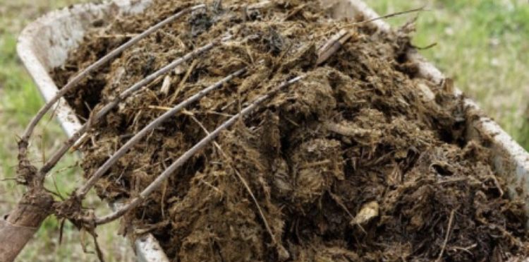 Obornik koński sprzedam 300zł tona