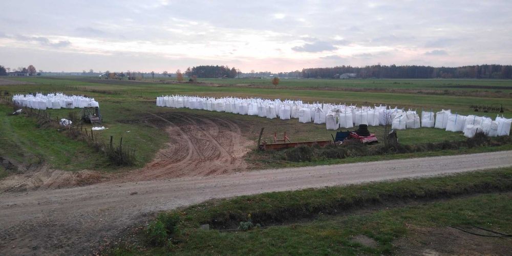 Kukurydza mielona ccm bigbag pasza dla krów opasów