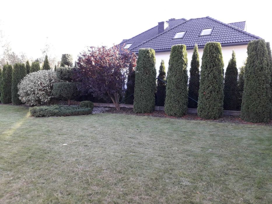 cięcie żywopłotów Formowanie krzewów ozdobnych pielęgnacja ogrodu