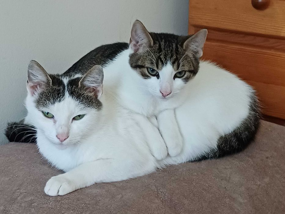 Piękna bardzo inteligentna mama wyrzucona ciężarna na ulicę szuka domu