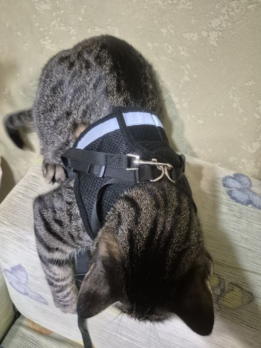 Поводок (жилет) для вигула кота чи невеликої собаки, розмір L