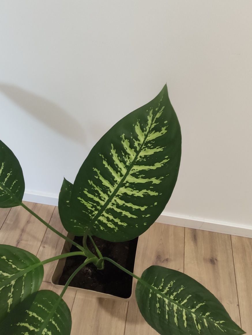 Kwiatek Dieffenbachia Tropic Snow duży L 90 cm