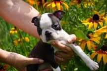 Suczka boston terrier FCI