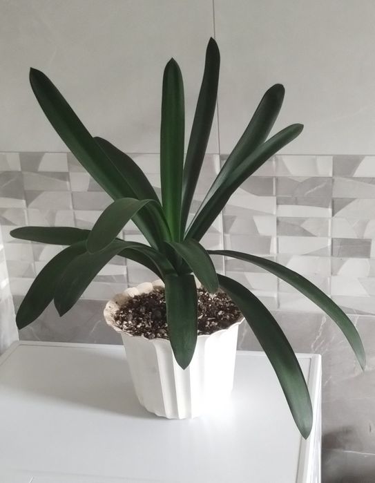 Kliwia pomarańczowa