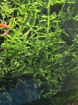 christmas moss (vesicularia montagnei)