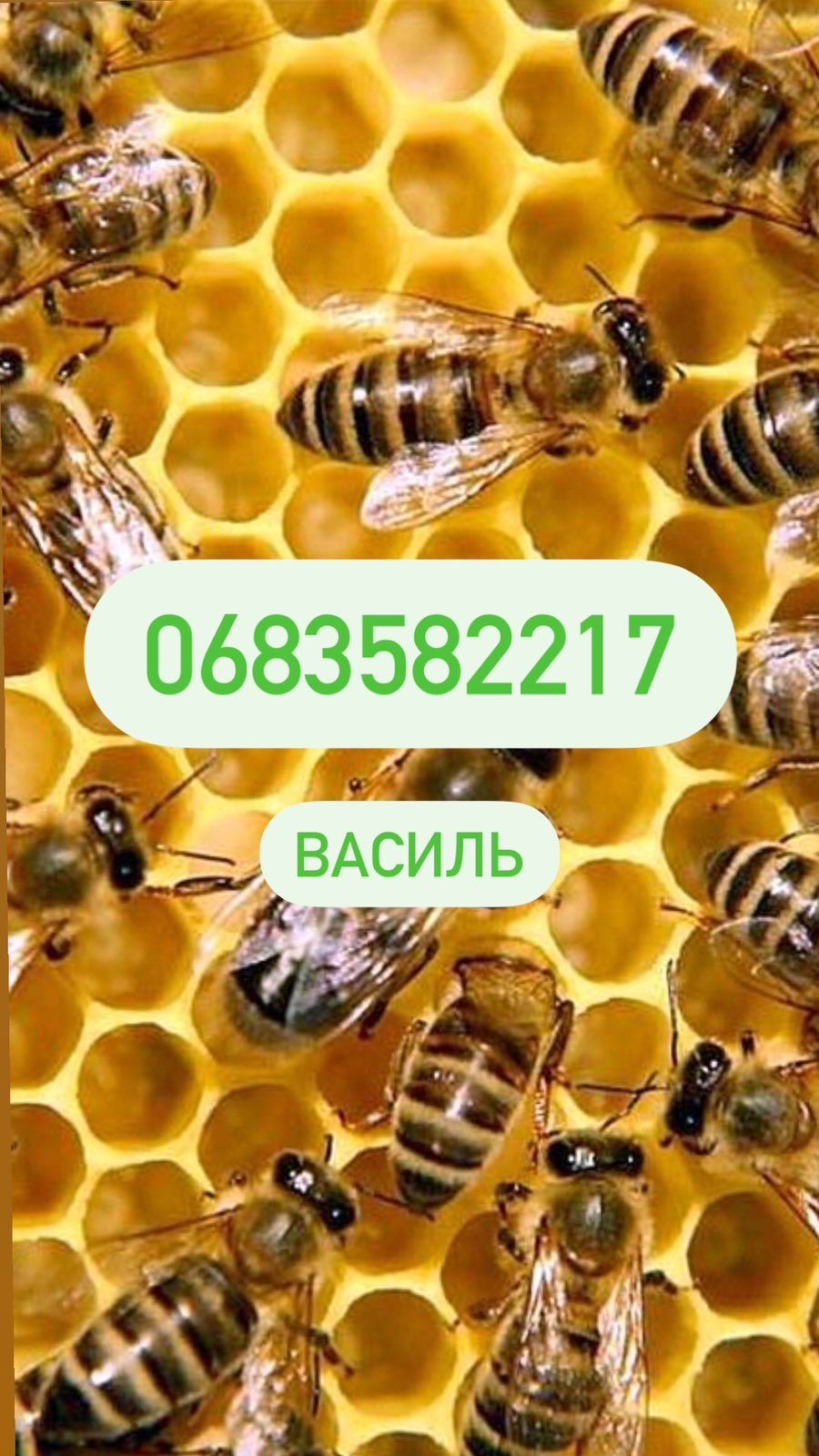 Продам бджоли, бджолосім'ї, пасіка