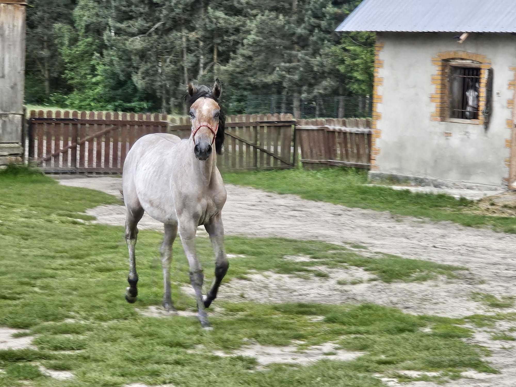 Klaczka małopolska po DIONIZOS. REZERWACJA.