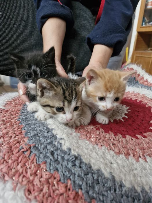 Отдаем котят два мальчика и девочка