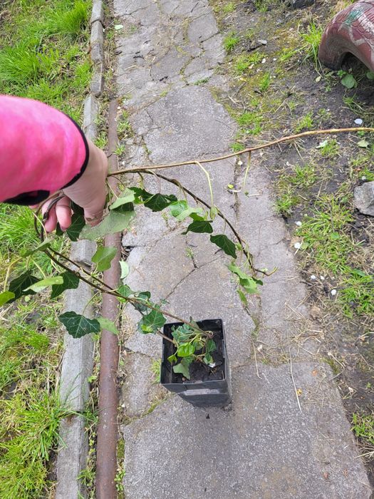 Плющ декоративни вічнозелений