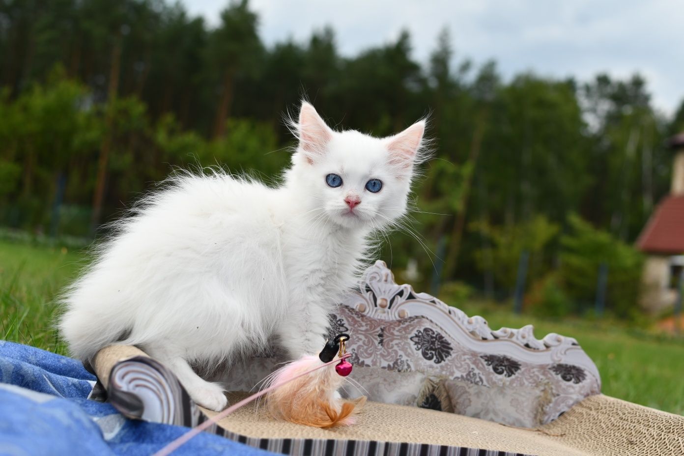 Jaśniutki jak chmurka kociak ragdoll z rodowodem FPL