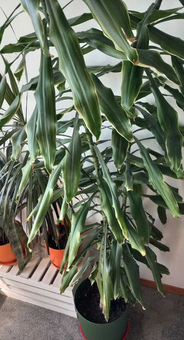 Dracena wonna 230 cm