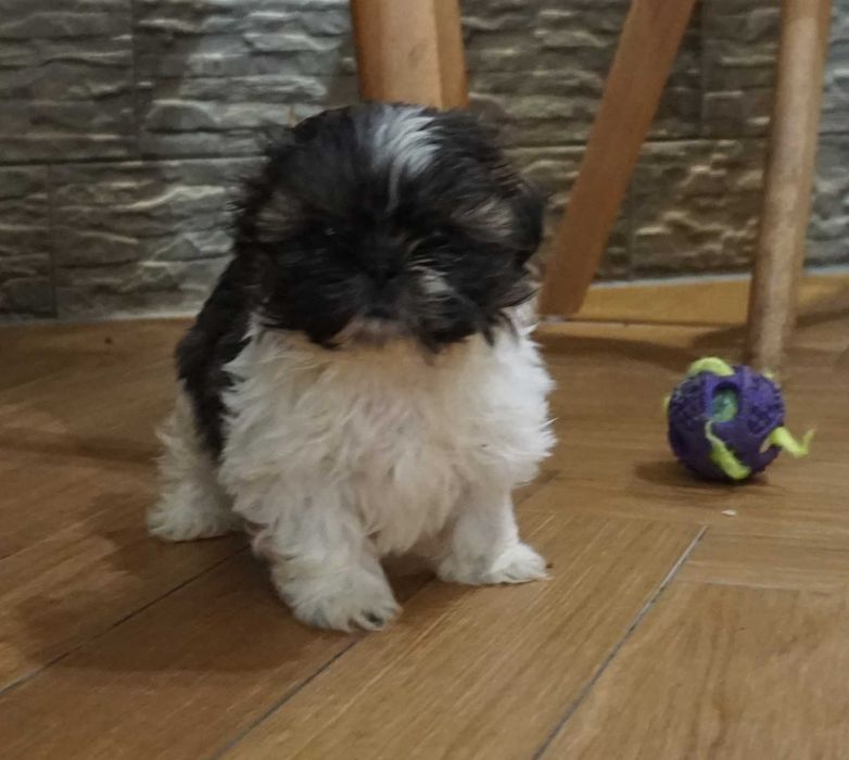 shih tzu cudny szczeniaczek