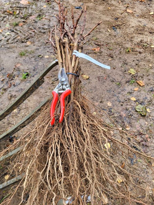 Sadzonki winorośli deserowe Arkadia, Einset, Alden gołokorzeniowe
