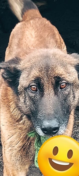 Witam Oddam sukę Rasy Owczarek belgijski