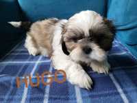 Śliczny shih tzu