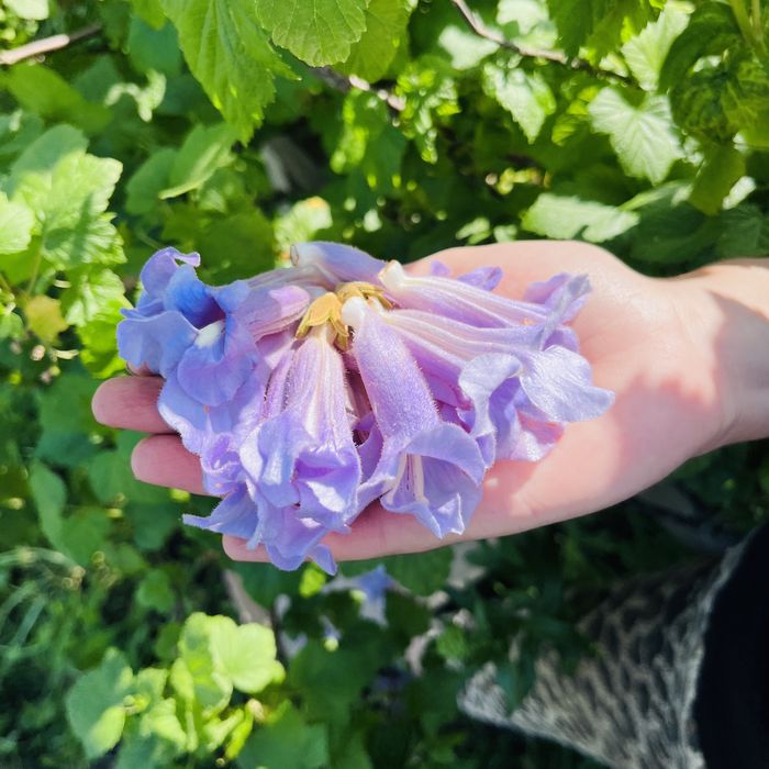 Промислова Павловния, Коріння однорічне 3см, Павловния Безкош.дост