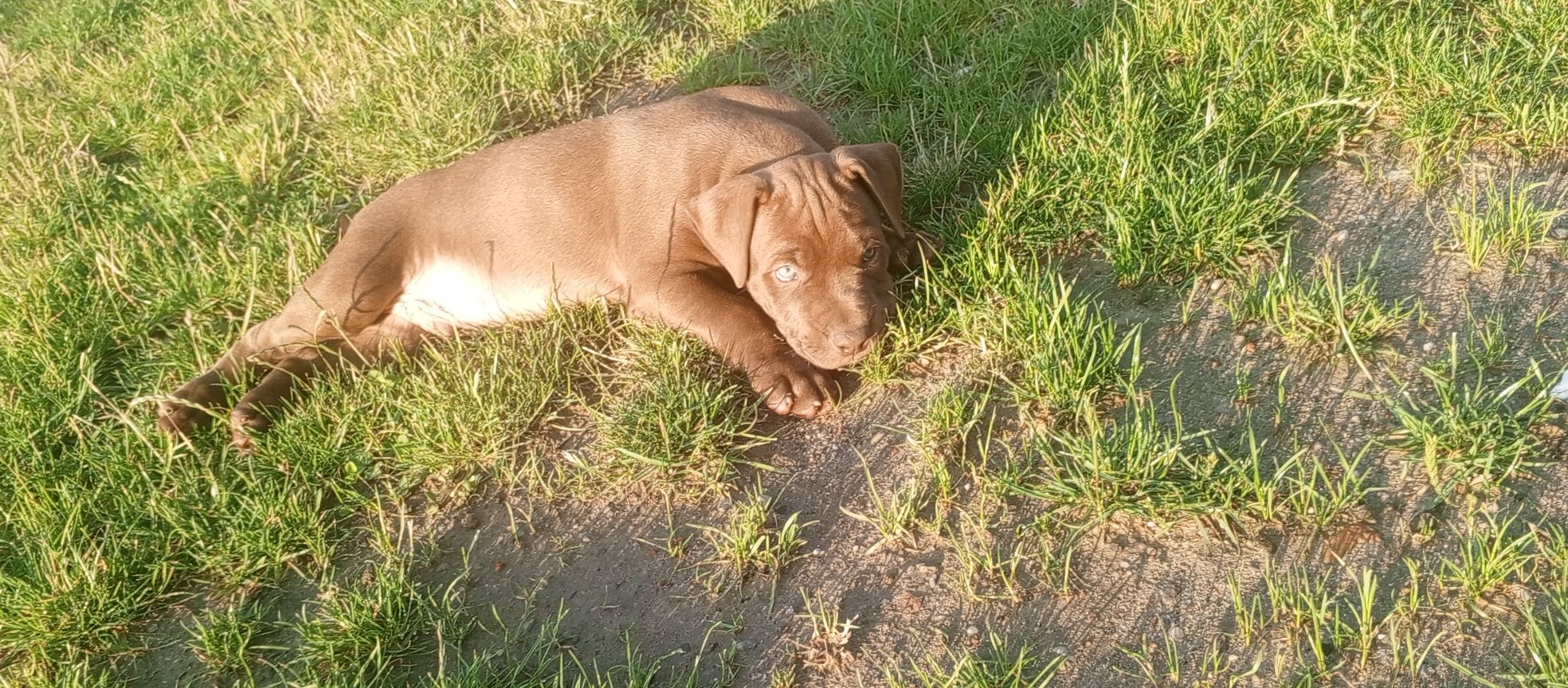 American Pitbull