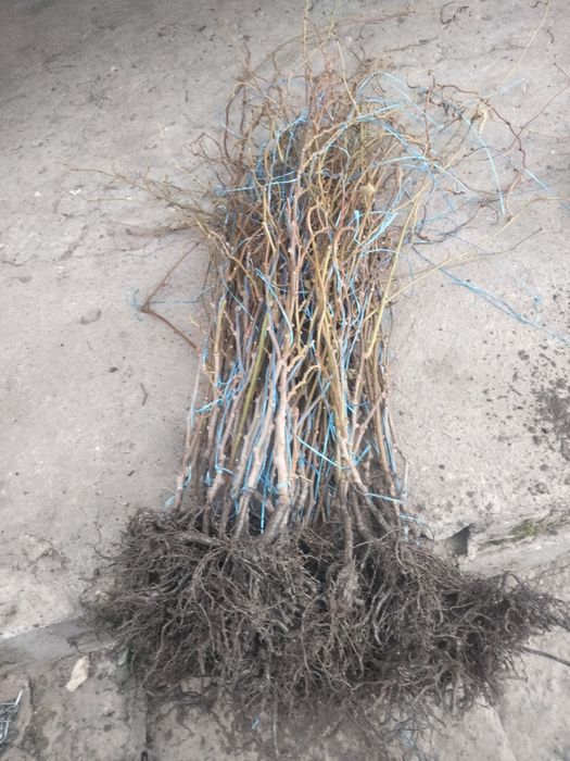 Хурма Саженцы продам,гранат.киви,хурма,инжир, фисташка, плодовые Саже