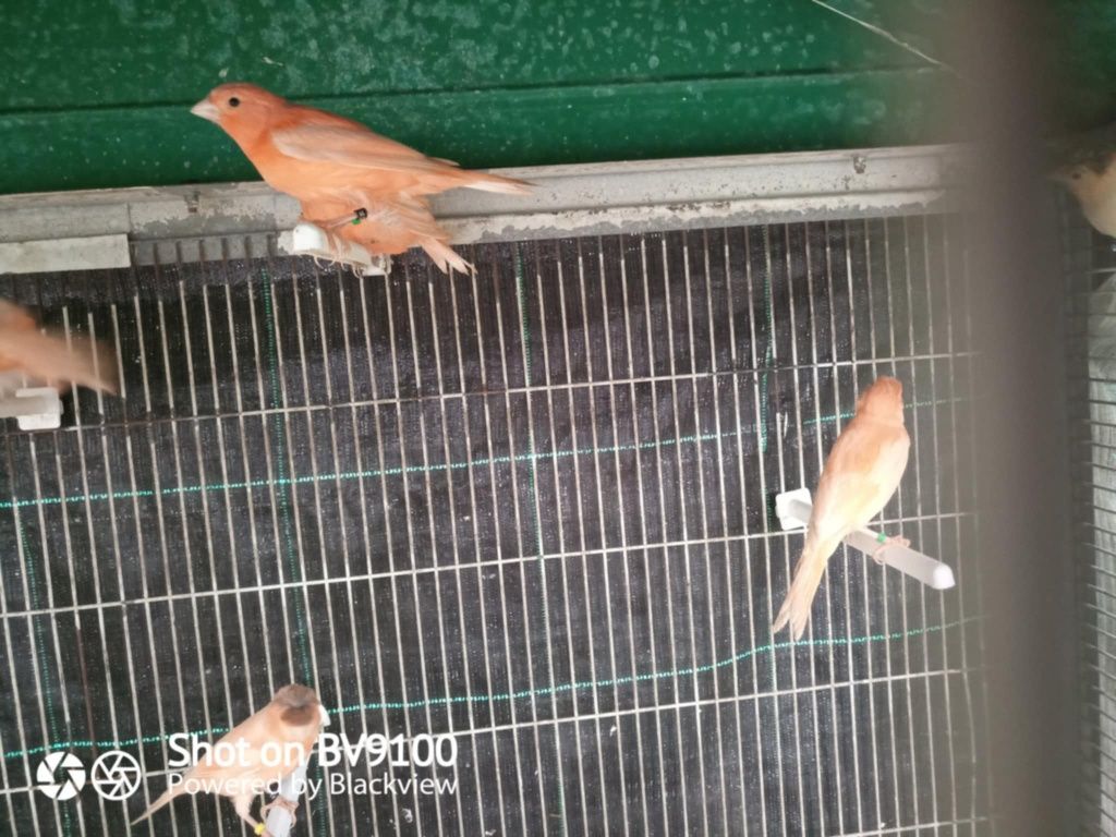 Vendo canários varias