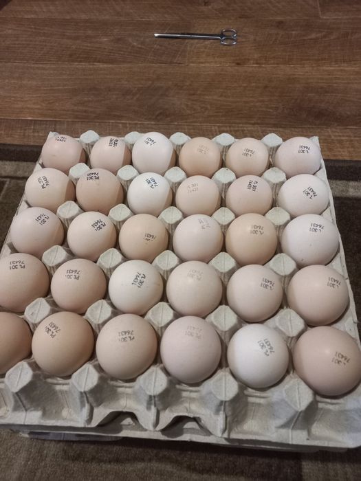 Яйце інкубаційне бройле росс 308 росс 708 кобб 500