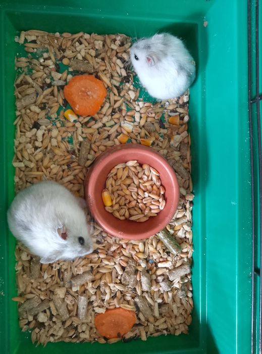 Джунгарский хомяк