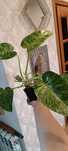 Philodendron Giganteum Blizzard cała roślina.