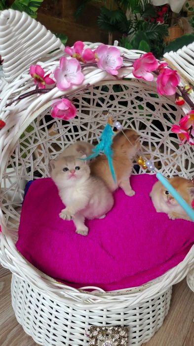 Нежненькие и ручные малыши золотая шиншилла