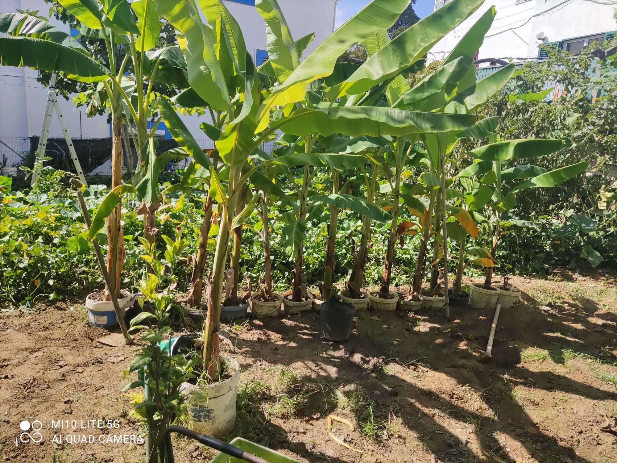 Plantas de bananeiras com vários tamanhos