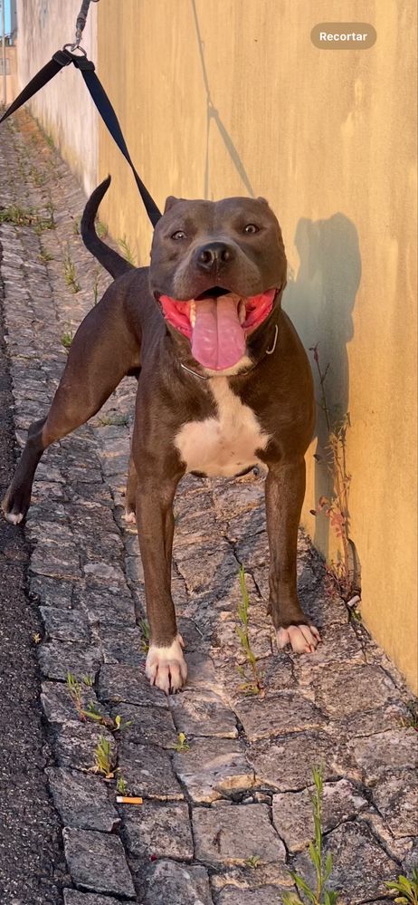 Doação de um pit bull de um ano e seis meses.