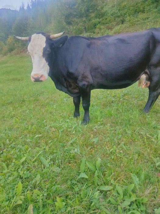 Продам корову Косівський район