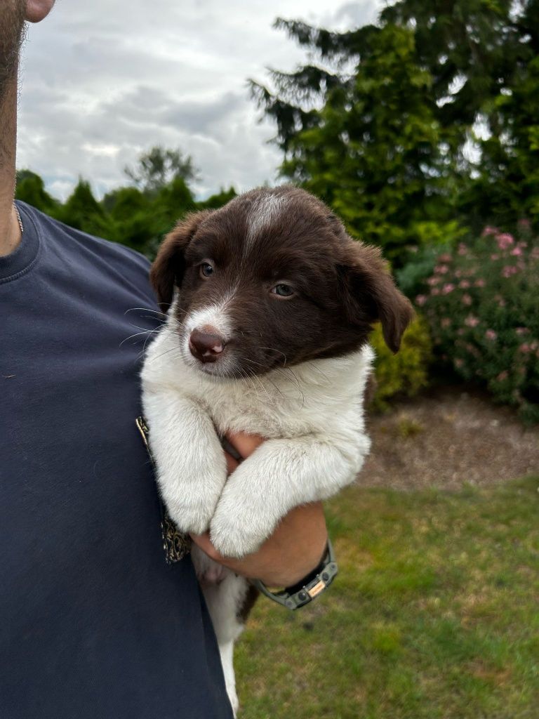 GOTOWE DO ODBIORU Piesek szczeniak Border Collie czekoladowo biały