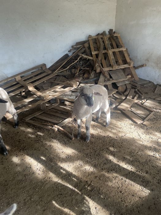 Borregos cx sullfolk