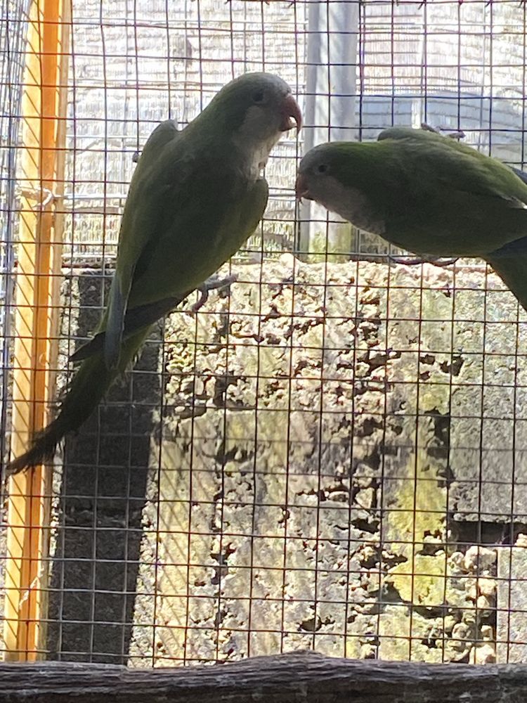 Conure peito cinzento