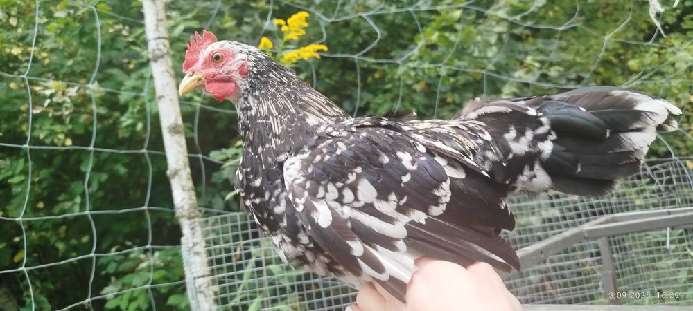 Sprzedam liliputy z marca i pary