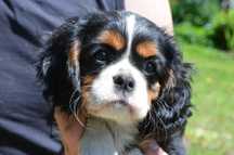 Cavalier King Charles Spaniel rodowódZKWP/FCI suczka