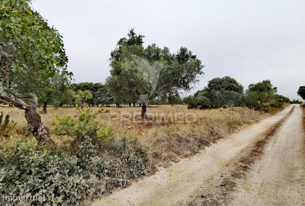 Terreno rústico em Alto da Chã - Alcanena!