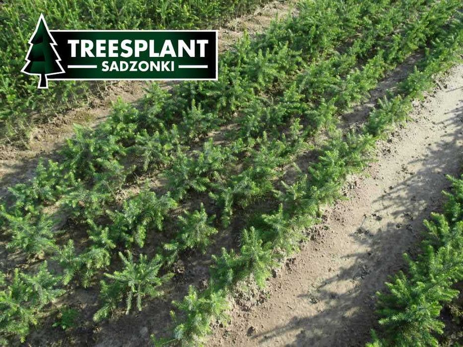 OPOLE Sadzonki Świerk Serbski Omorica 2/1 / jodła kaukaska srebrny
