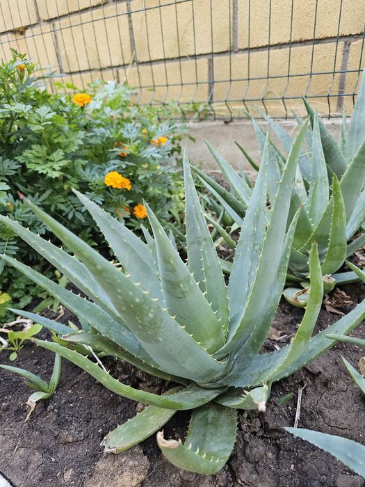 Комнатный Алое Вера