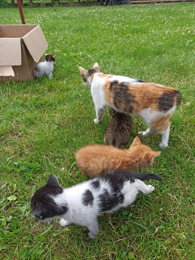 Kot kotek kotka do adopcji