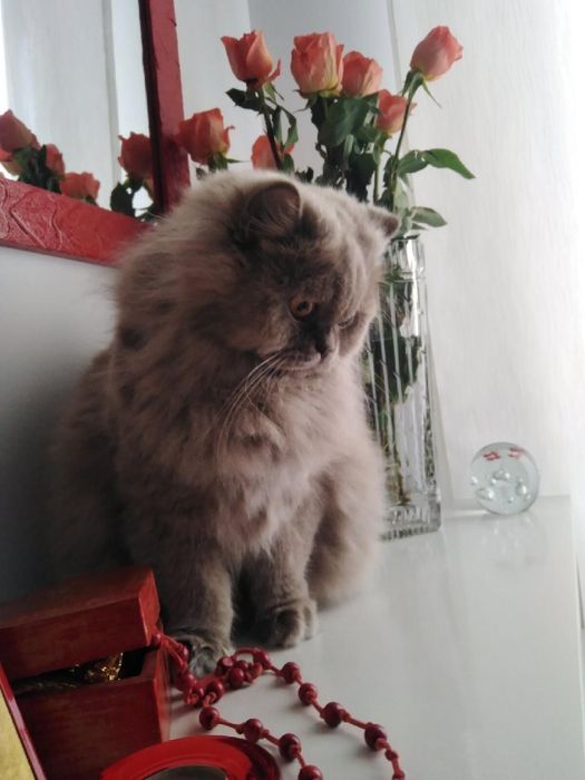 Gatinho  British lilas .